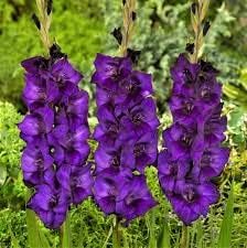 Flower Seeds, Seeds,Seeds For Planting,Plant Seeds