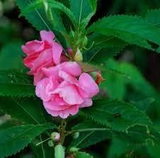 Flower Seeds, Seeds,Seeds For Planting,Plant Seeds