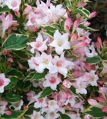 Flower Seeds, Seeds,Seeds For Planting,Plant Seeds