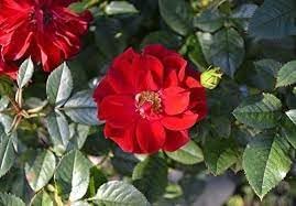 Flower Seeds, Seeds,Seeds For Planting,Plant Seeds