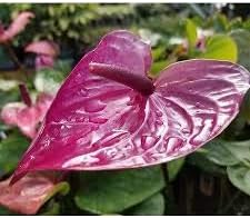 Flower Seeds, Seeds,Seeds For Planting,Plant Seeds