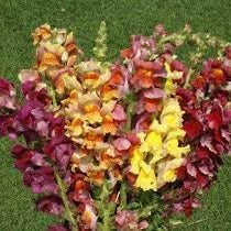 Flower Seeds, Seeds,Seeds For Planting,Plant Seeds