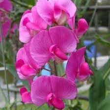 Flower Seeds, Seeds,Seeds For Planting,Plant Seeds