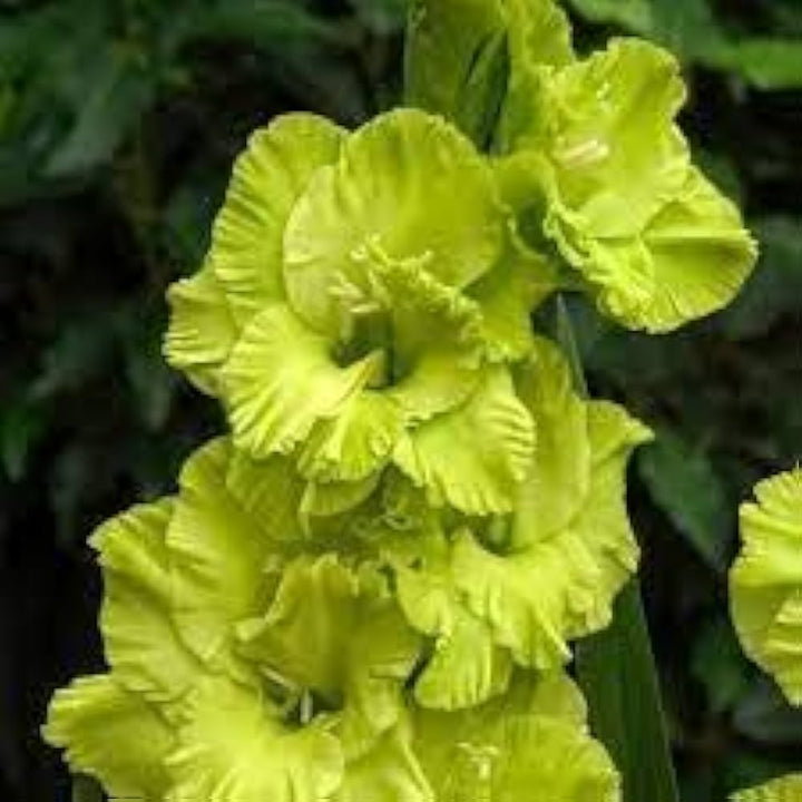 Gladiolus Light Green Flower seeds for Planting – Vibrant Colors, Heirloom &amp; GMO Free Seeds for Home Garden, High Germination
