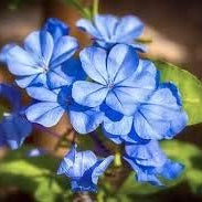 Flower Seeds, Seeds,Seeds For Planting,Plant Seeds