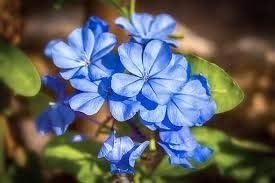 Flower Seeds, Seeds,Seeds For Planting,Plant Seeds