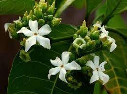 Flower Seeds, Seeds,Seeds For Planting,Plant Seeds