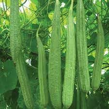 Vegetable Seeds,Garden seeds, Seeds For Planting,Plant Seeds