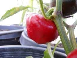 Vegetable Seeds,Garden seeds, Seeds For Planting,Plant Seeds