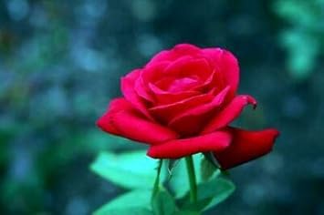 Flower Seeds, Seeds,Seeds For Planting,Plant Seeds