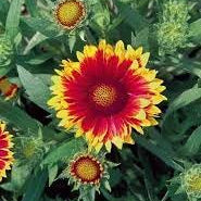 Flower Seeds, Seeds,Seeds For Planting,Plant Seeds