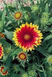 Flower Seeds, Seeds,Seeds For Planting,Plant Seeds