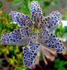Flower Seeds, Seeds,Seeds For Planting,Plant Seeds