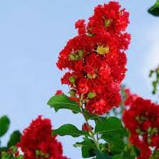 Flower Seeds, Seeds,Seeds For Planting,Plant Seeds