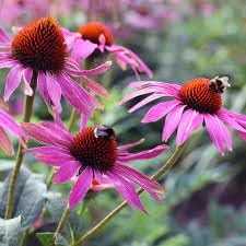 Flower Seeds, Seeds,Seeds For Planting,Plant Seeds