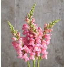 Flower Seeds, Seeds,Seeds For Planting,Plant Seeds