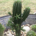 Euphorbia Spiralis Flower Seeds for Planting – Heirloom, Non-GMO, Colorful Display Garden Seeds