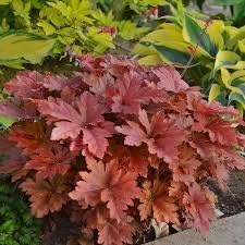 Flower Seeds, Seeds,Seeds For Planting,Plant Seeds