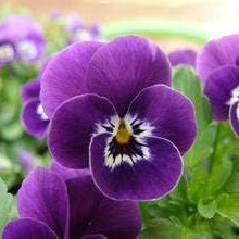Flower Seeds, Seeds,Seeds For Planting,Plant Seeds