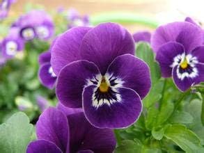 Flower Seeds, Seeds,Seeds For Planting,Plant Seeds