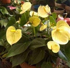 Light Yellow Anthurium Linden Flower Seeds for Planting – Heirloom, Non-GMO, High Germination Seeds