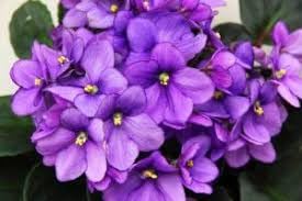 Flower Seeds, Seeds,Seeds For Planting,Plant Seeds