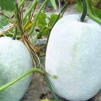 Vegetable Seeds,Garden seeds, Seeds For Planting,Plant Seeds