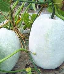 Vegetable Seeds,Garden seeds, Seeds For Planting,Plant Seeds