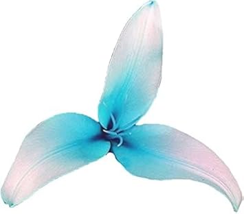 Flower Seeds, Seeds,Seeds For Planting,Plant Seeds