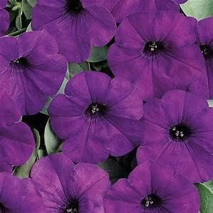Flower Seeds, Seeds,Seeds For Planting,Plant Seeds