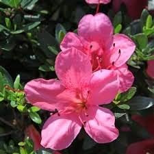 Flower Seeds, Seeds,Seeds For Planting,Plant Seeds