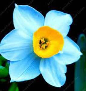Flower Seeds, Seeds,Seeds For Planting,Plant Seeds