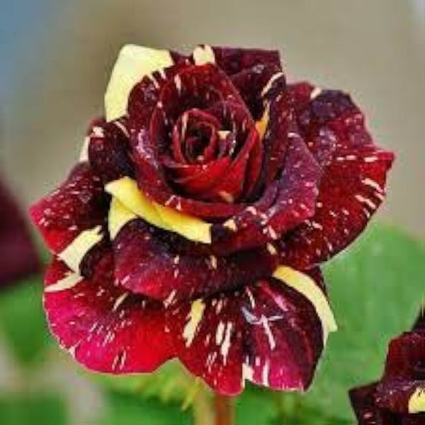 Flower Seeds, Seeds,Seeds For Planting,Plant Seeds