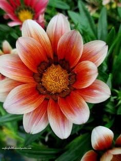 Orange White Gazania Flower Seeds for Planting – Heirloom, Non-GMO, Easy to Grow Organic Garden Seeds