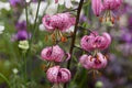 Lilium Martagon Flower Seeds for Planting – Heirloom, Non-GMO, Long Bloom Season Garden Seeds