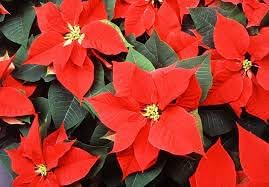 Flower Seeds, Seeds,Seeds For Planting,Plant Seeds