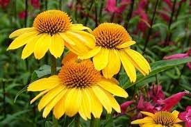 Flower Seeds, Seeds,Seeds For Planting,Plant Seeds
