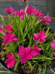 Flower Seeds, Seeds,Seeds For Planting,Plant Seeds