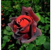 Flower Seeds, Seeds,Seeds For Planting,Plant Seeds