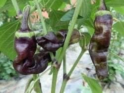 Vegetable Seeds,Garden seeds, Seeds For Planting,Plant Seeds