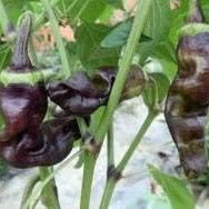 Vegetable Seeds,Garden seeds, Seeds For Planting,Plant Seeds