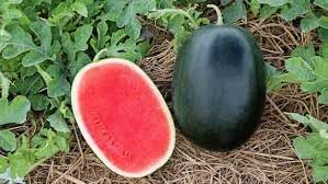 Vegetable Seeds,Garden seeds, Seeds For Planting,Plant Seeds