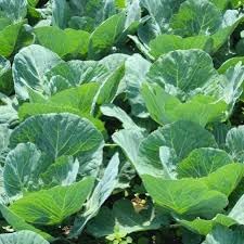 Vegetable Seeds,Garden seeds, Seeds For Planting,Plant Seeds