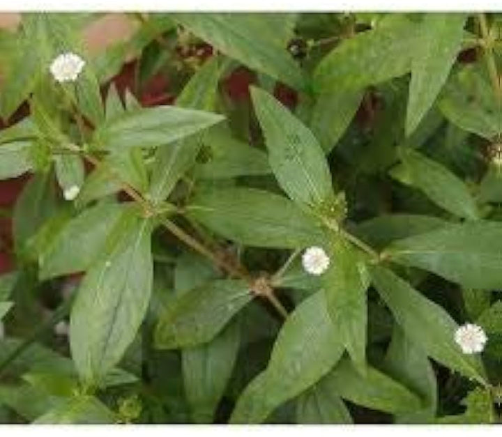 Bhringraj Flower Seeds for Planting – Heirloom, Non-GMO, Medicinal Herb Garden Seeds with High Germination