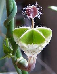 Ceropegia Flower Seeds for Planting – Heirloom, Non-GMO, High Germination Organic Garden Seeds