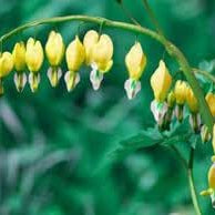 Flower Seeds, Seeds,Seeds For Planting,Plant Seeds