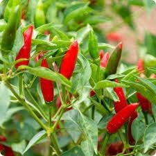 Vegetable Seeds,Garden seeds, Seeds For Planting,Plant Seeds