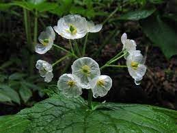 Skeleton Flower Seeds for Planting – Wildflower Mix Heirloom Non-GMO Seeds for Home Garden