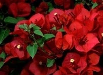 Flower Seeds, Seeds,Seeds For Planting,Plant Seeds