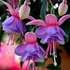 Flower Seeds, Seeds,Seeds For Planting,Plant Seeds